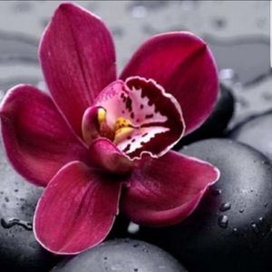 Meet your Posher, Orchid